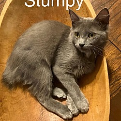 Thumbnail photo of Stumpy #1