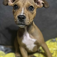 adopt a pet