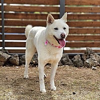 adopt-pet