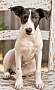 JASPER 2.0 - Whippet / Jack Russell Terrier available for adoption