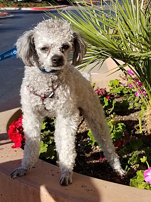 San Tan Valley, AZ - Poodle (Miniature). Meet Curly a Pet for Adoption