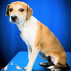 hoover hause dog rescue