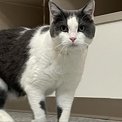 Available Pets At Maclean Cameron Animal Adoption Center In Great Falls Montana