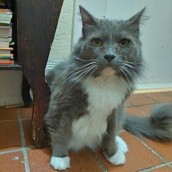 Thumbnail photo of Boris #1