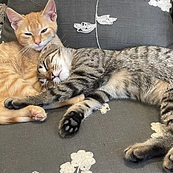 Photo of Toastie & Ginger-foster care