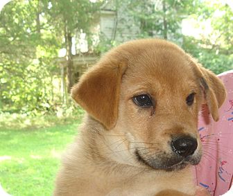 Old Bridge Nj Golden Retriever Meet Jinx A Pet For Adoption