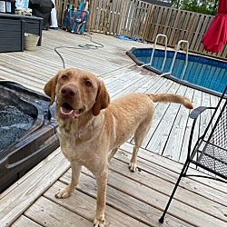 Thumbnail photo of Percy--WHAT A LAB! #4