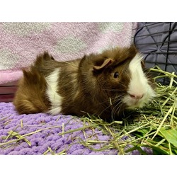 Thumbnail photo of Pumbaa #2