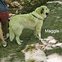 Thumbnail photo of Maggie #2