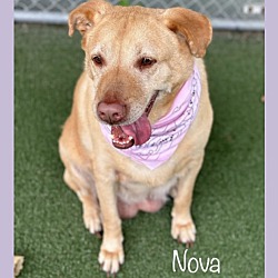 Thumbnail photo of NOVA #2