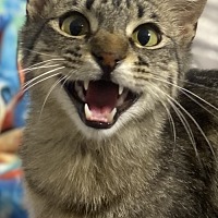 adopt a pet