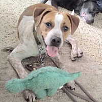 adopt a pet