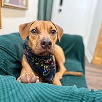 adopt a pet