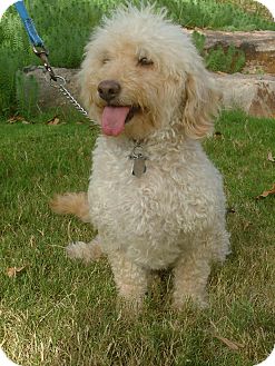 apricot poodle mix