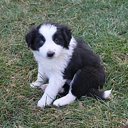 Photo of Border Collie pups