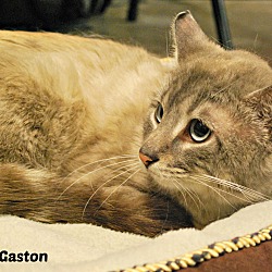 Thumbnail photo of Gaston #4
