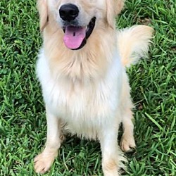 Golden Retriever Puppies For Sale In Fort Lauderdale Florida Adoptapet Com