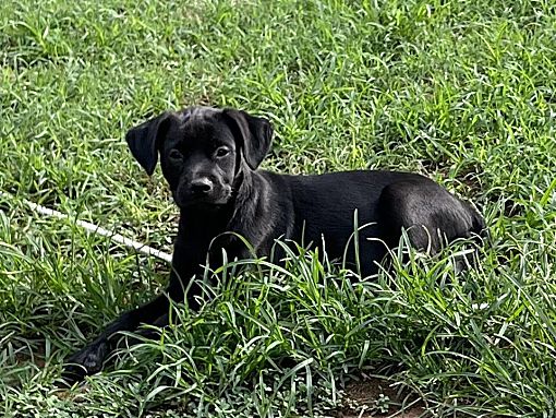 Smyrna, GA - Labrador Retriever/Boxer. Meet Jesse a Pet for Adoption ...