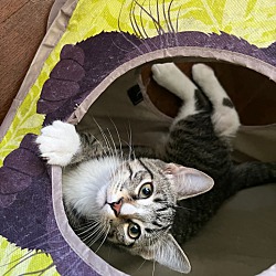 Photo of Kitten - Singer