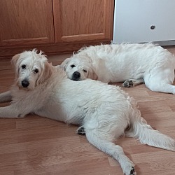 Photo of Buddy / Molly (brother and sister)