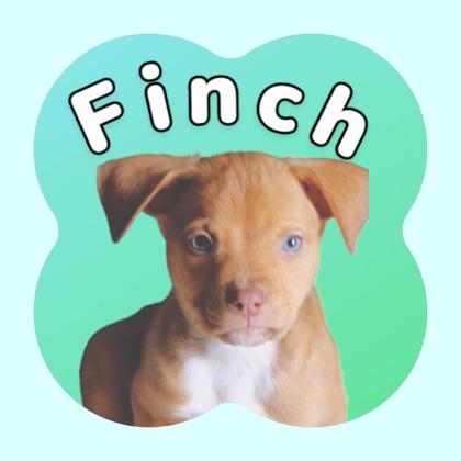 Photo of Finch