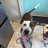 adopt a pet