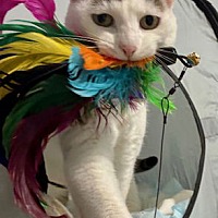 adopt a pet