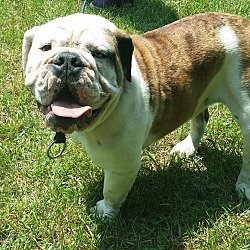 Monroe, CT - English Bulldog. Meet Bogie a Pet for Adoption - AdoptaPet.com