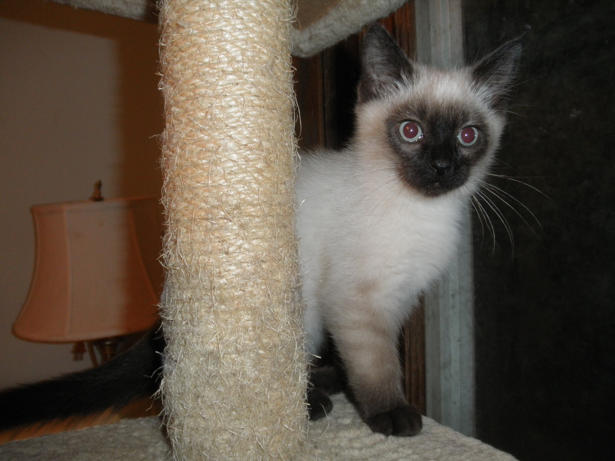 Milwaukee, WI - Siamese. Meet Siam a Cat for Adoption. Milwaukee, WI - Siamese. Meet Siam a Cat for Adoption.