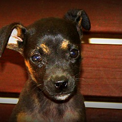 Thumbnail photo of Chica~adopted! #3