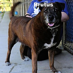 Photo of Brutus 220643
