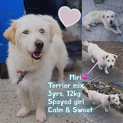 Agoura Hills, CA - Wheaten TerrieWestie, West Highland White Terrier