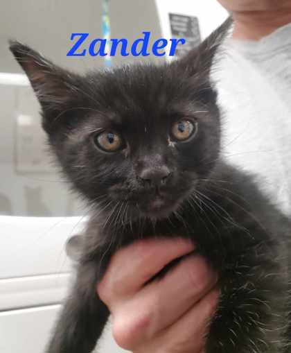 Thumbnail photo of Zander #1