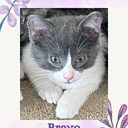 Thumbnail photo of Bravo #1