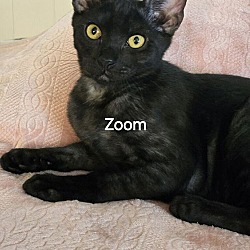 Thumbnail photo of Zoom #1