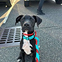 adopt a pet