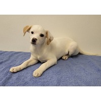 adopt-pet