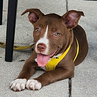 adopt a pet