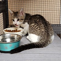 adopt a pet