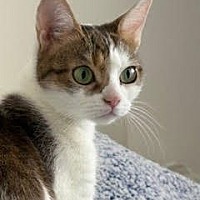 adopt-pet