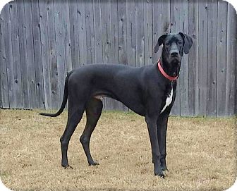 Austin, TX - Great Dane. Meet Tyson a Pet for Adoption.