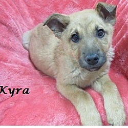 Thumbnail photo of Kyra #2