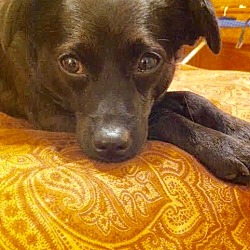 maryville tennessee dogs puppies cats and kittens for adoption animal works maryville tn