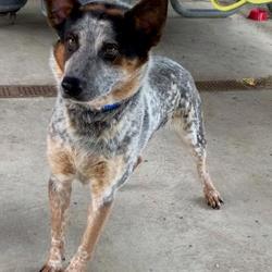 Hall County Animal Shelter in Gainesville, Georgia