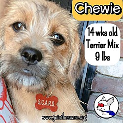 Thumbnail photo of Chewie #4