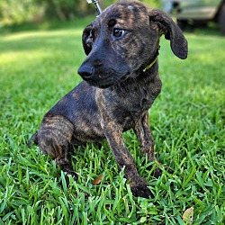 Photo of Louise the Brindle Lab Mix