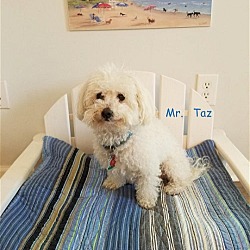 Thumbnail photo of Mr Taz*Adopted #2