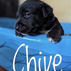 Photo of Puppy Chive