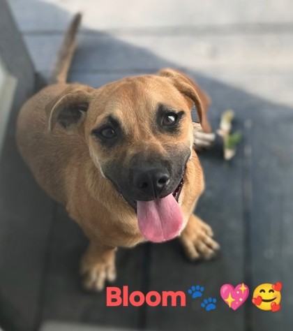 Photo of Bloom