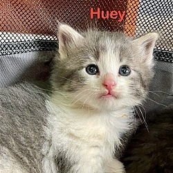 Thumbnail photo of Huey #4